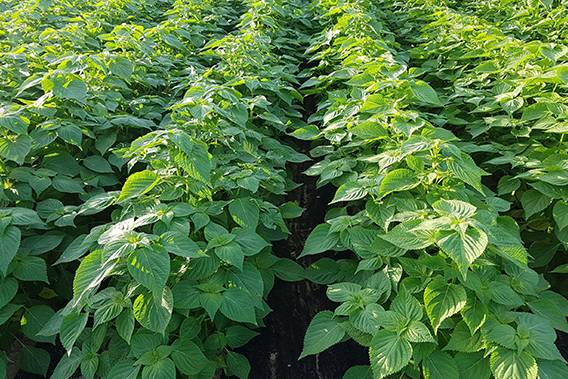 들깨심는시기 참깨심는시기 모종 재배 간격 중부 남부 지방 총정리 1