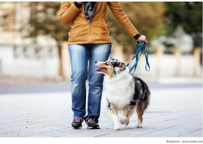 강아지 미용 주기 (그루밍, 털관리, 피부건강)