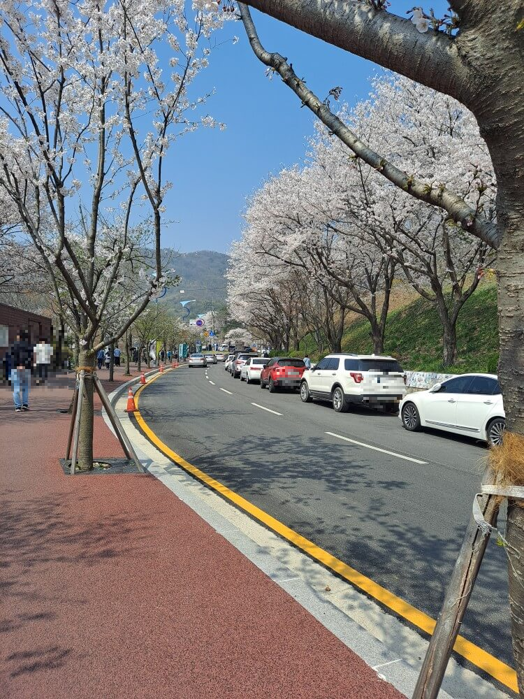 이천설봉공원벚꽃주차