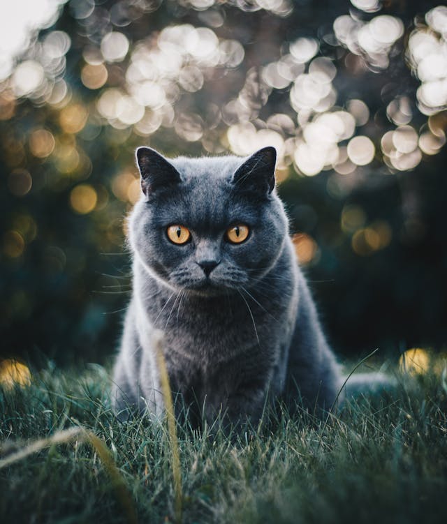 고양이-꿈-해몽-정리