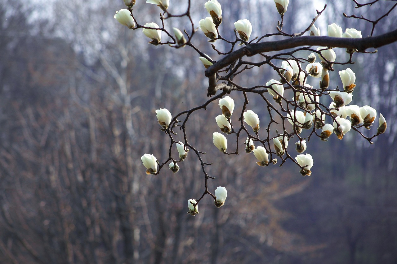 목련꽃 사진
