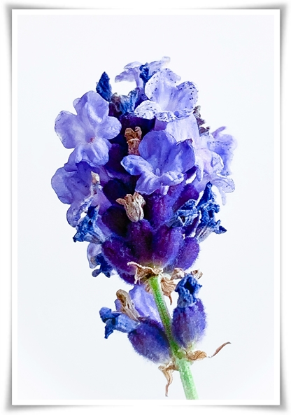 &quot;라벤더&quot; 향긋한 보랏빛 유혹, 자연이 선물하는 힐링과 영감의 향기!