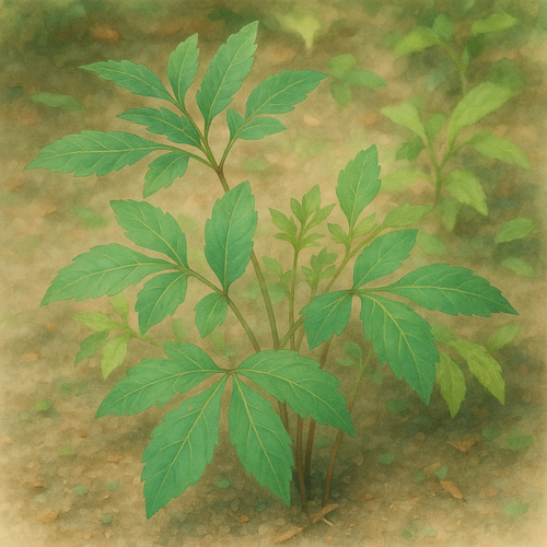 당귀-효능-부작용