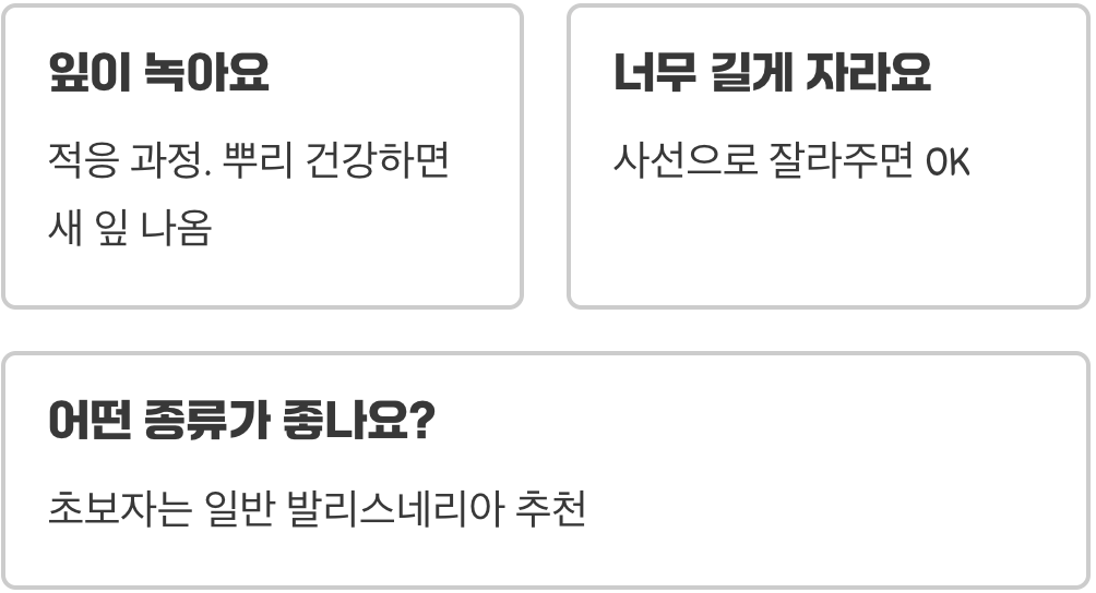 수초 어항 후경 끝판왕&amp;#44; 발리스네리아가 최고의 선택인 이유