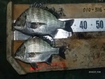 디낚 점주 조황 전국 바다낚시 출조 꿀팁_23