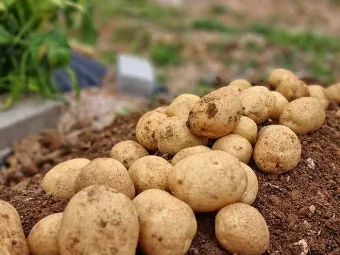 가을감자 심는시기 파종시기와 재배법_2