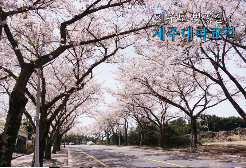 제주 벚꽃 명소