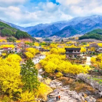 2025년 상반기 전국 봄꽃 임산물 축제 일정 예매_16