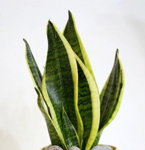 산세베리아 로우렌티 콤펙타