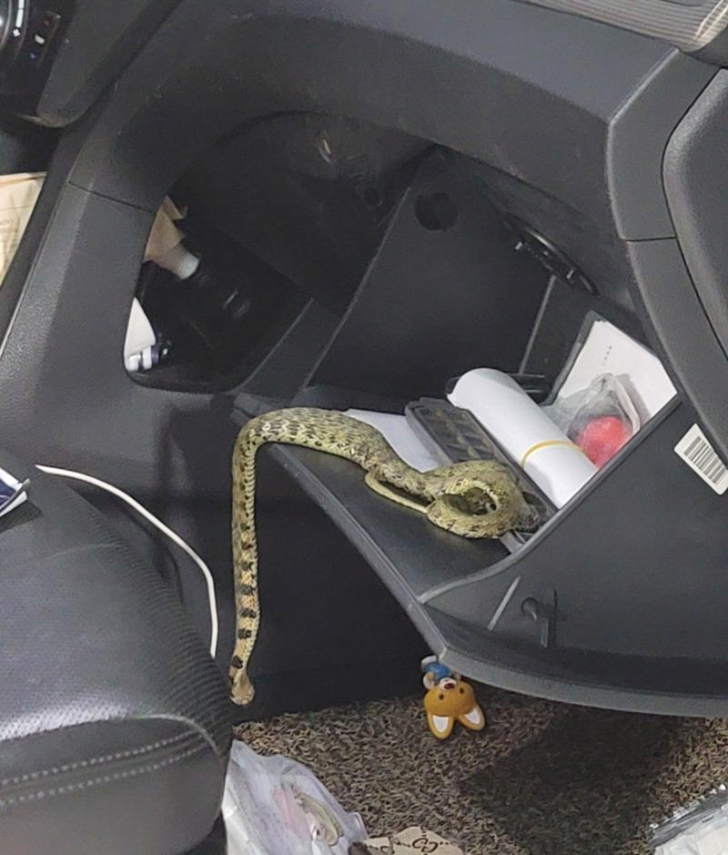 차에서 뱀이 나온 보배드림 유저 유혈목이