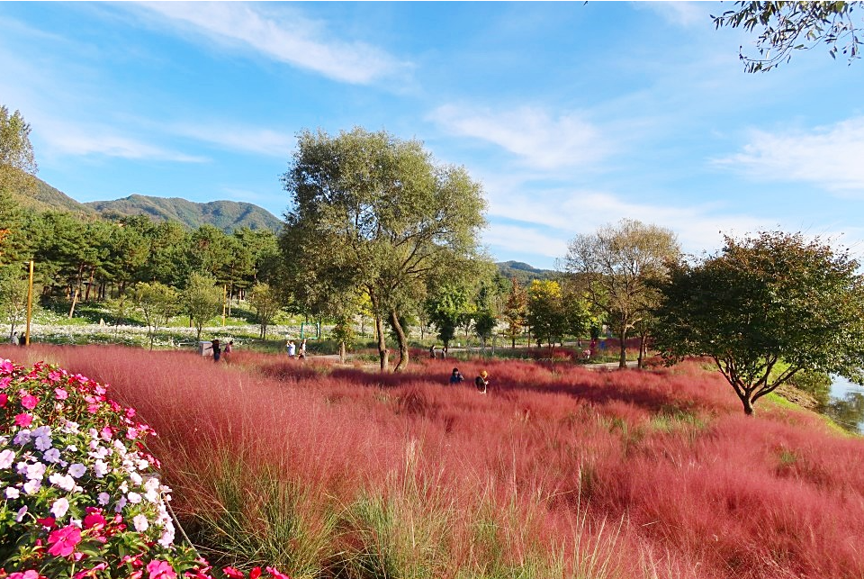 자라섬 핑크뮬리1