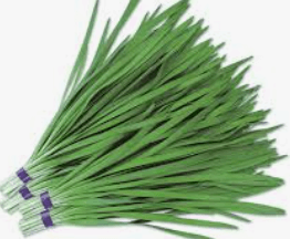 부추의 역사와 문화적 의미