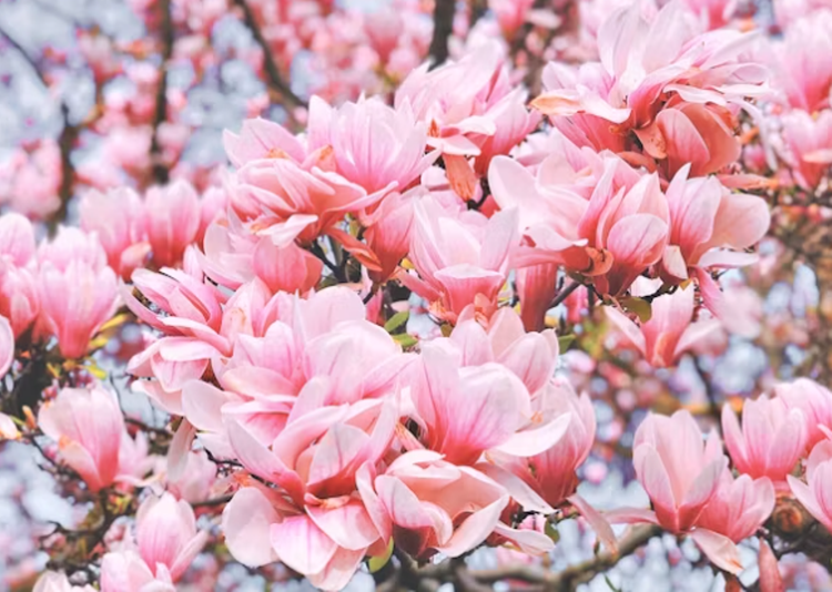 보은 벚꽃길 축제