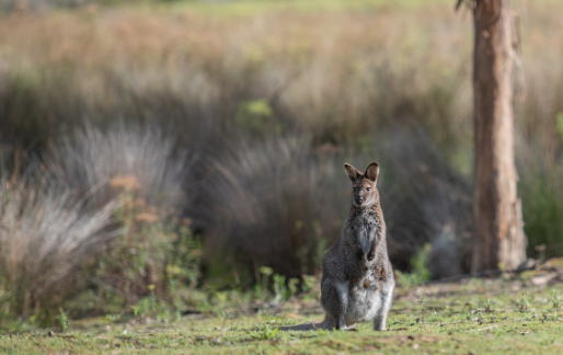 [1-2월 호주 시드니 멜번 브리즈번 퍼스 여행준비물] 날씨 해외로밍 (2025)
