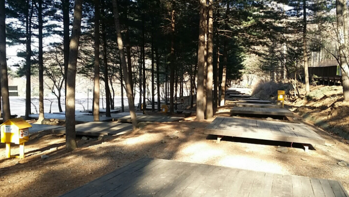 야영장-데크-소나무