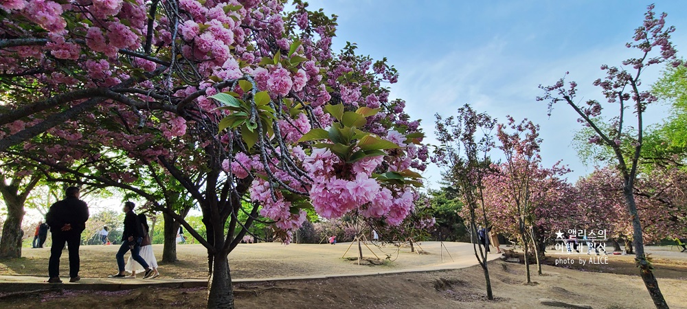 경주 불국사 겹벚꽃 위치, 명소 왕벚꽃 개화시기 (지금 만개), 주차정보