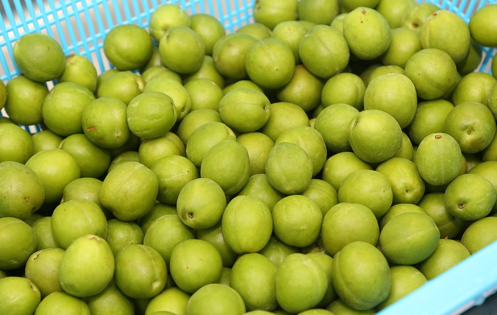 매실 관련 이미지