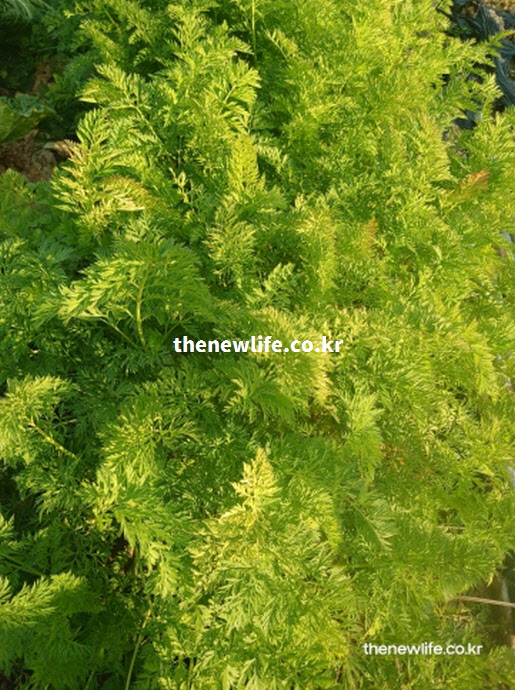 당근 효능을 설명하기 위한 실사진으로 사계절 내내 재배되는 당근 밭의 푸른 잎과 싱싱한 성장 과정