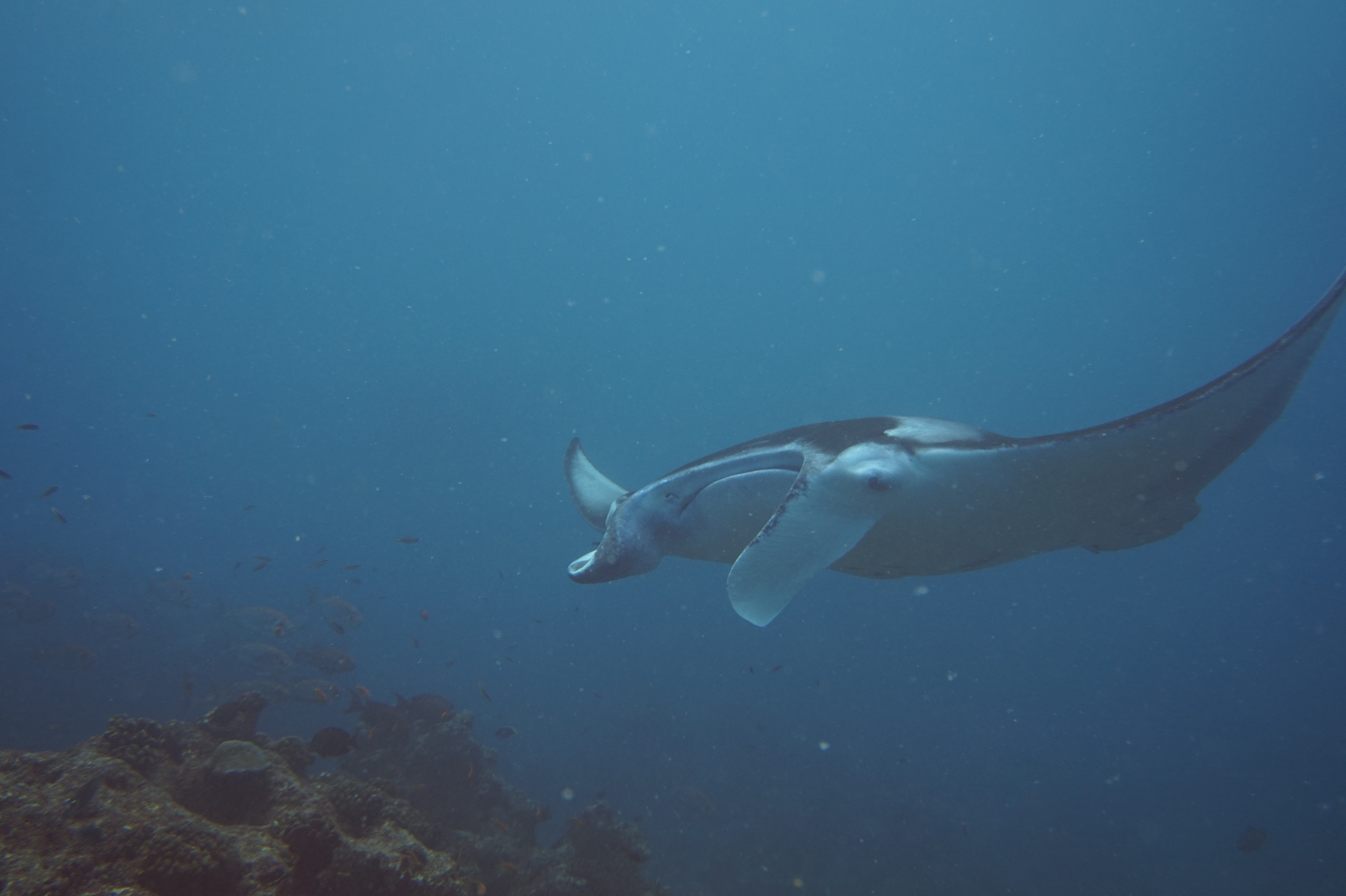 해외 스쿠버다이빙 사진