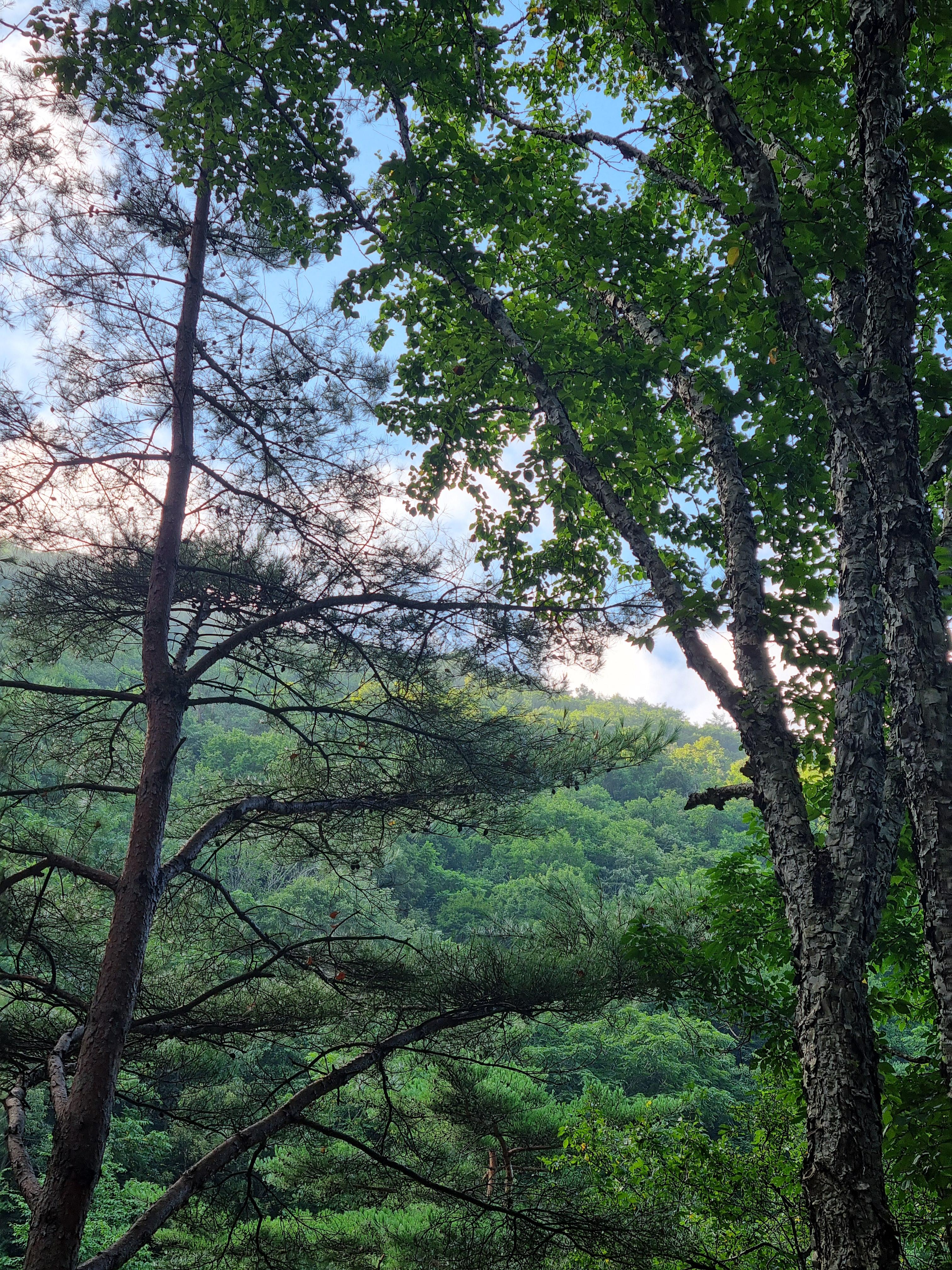 두타산자연휴양림 풍경