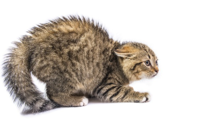 털을 거꾸로 세우고 떨리는 고양이.