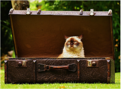 고양이와의 여행