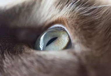 크리소베릴 캣츠아이