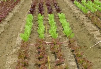 반려식물 입문 키우기 물주기 햇빛선택 기준 시니어에게 좋은 목록_8