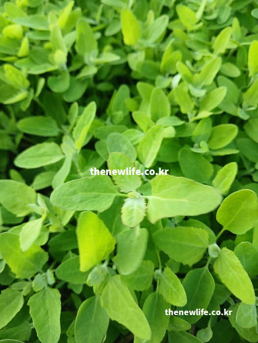 명아주 나물 효능 뼈 건강 칼슘