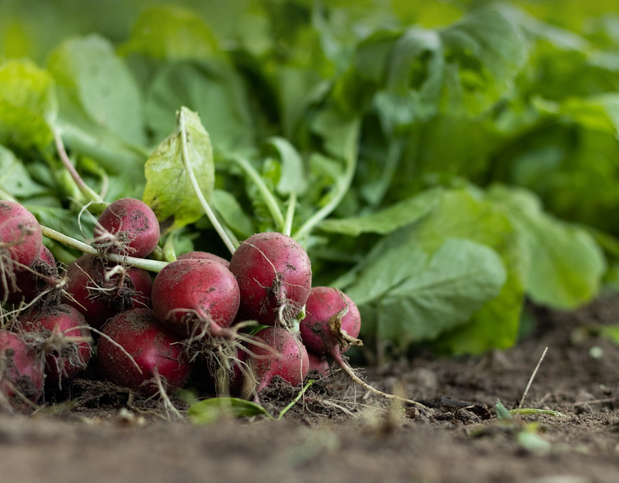 농업 예측 시스템 (농작물 농업 관련 사진)