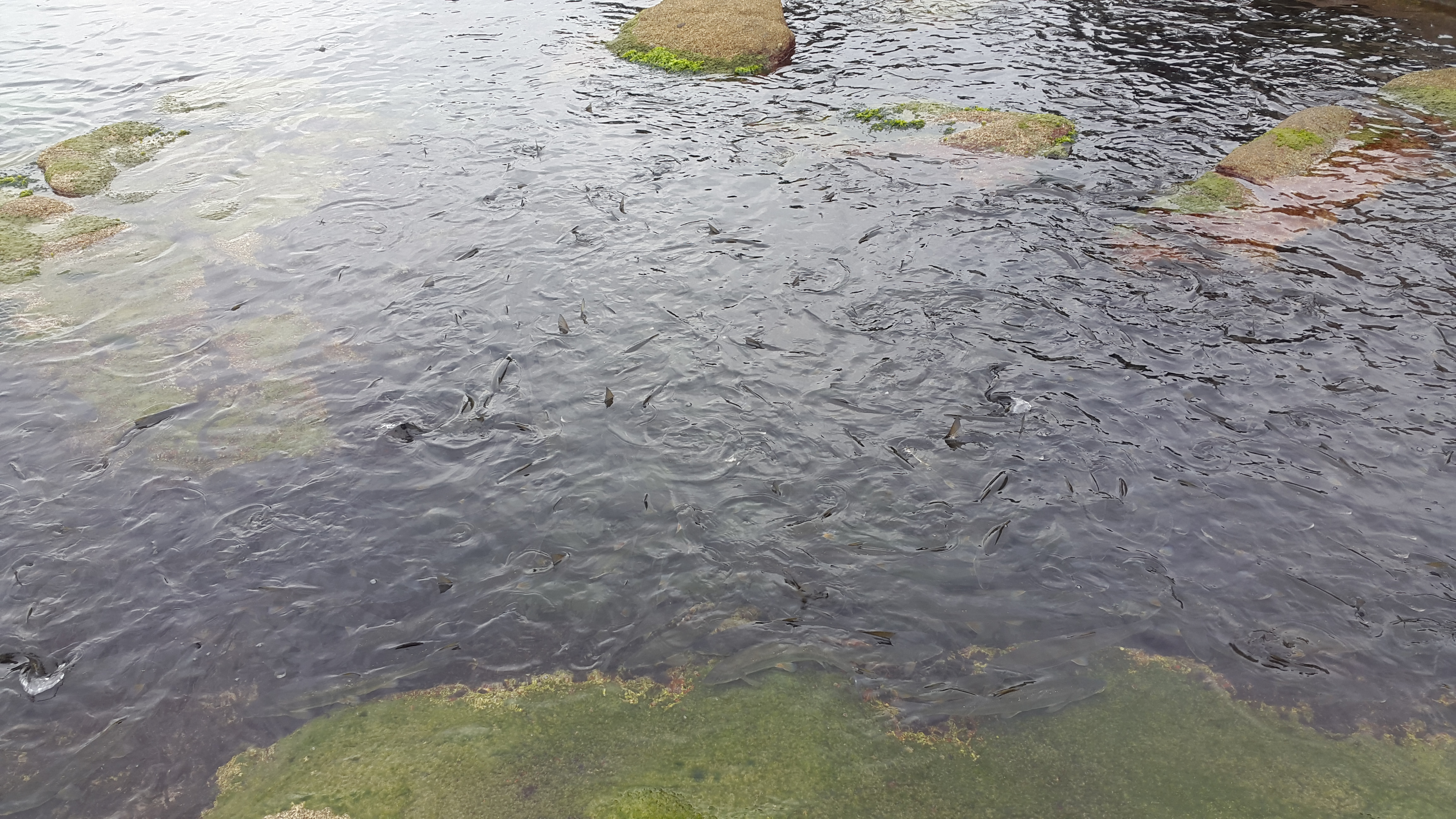 양양 휴휴암 물고기 떼 사진('17.10)