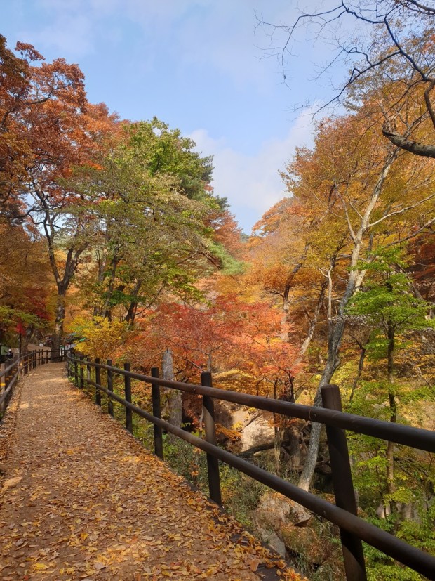속리산 단풍시기