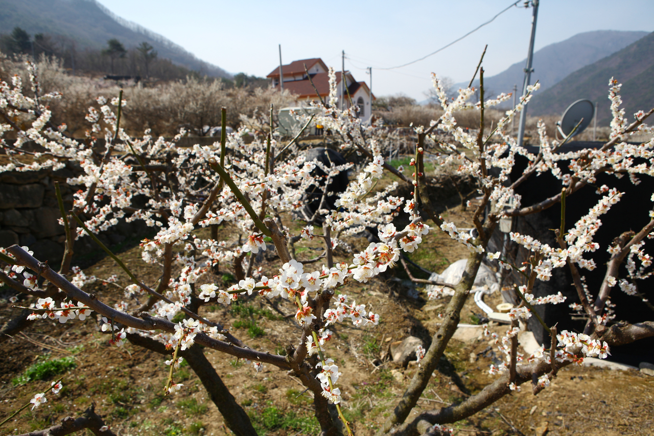 원동 매화 꽃축제