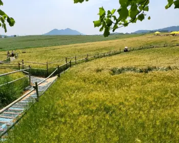 고창 청보리밭 축제_12