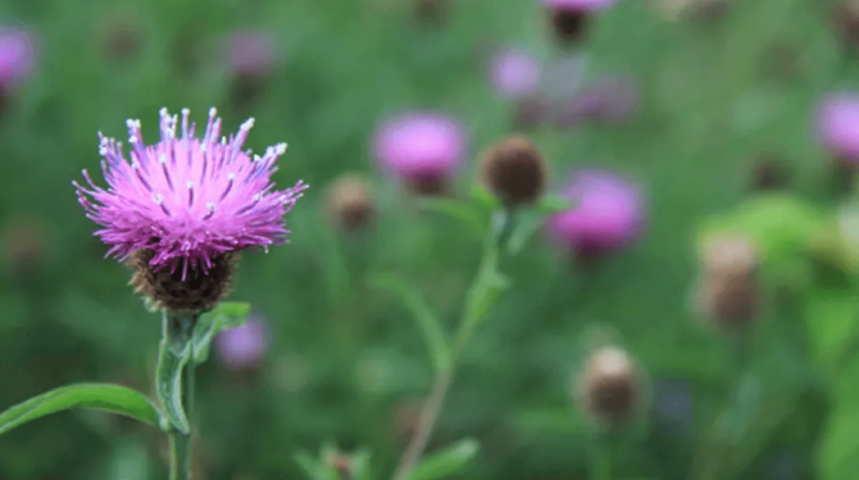 밀크시슬 부작용