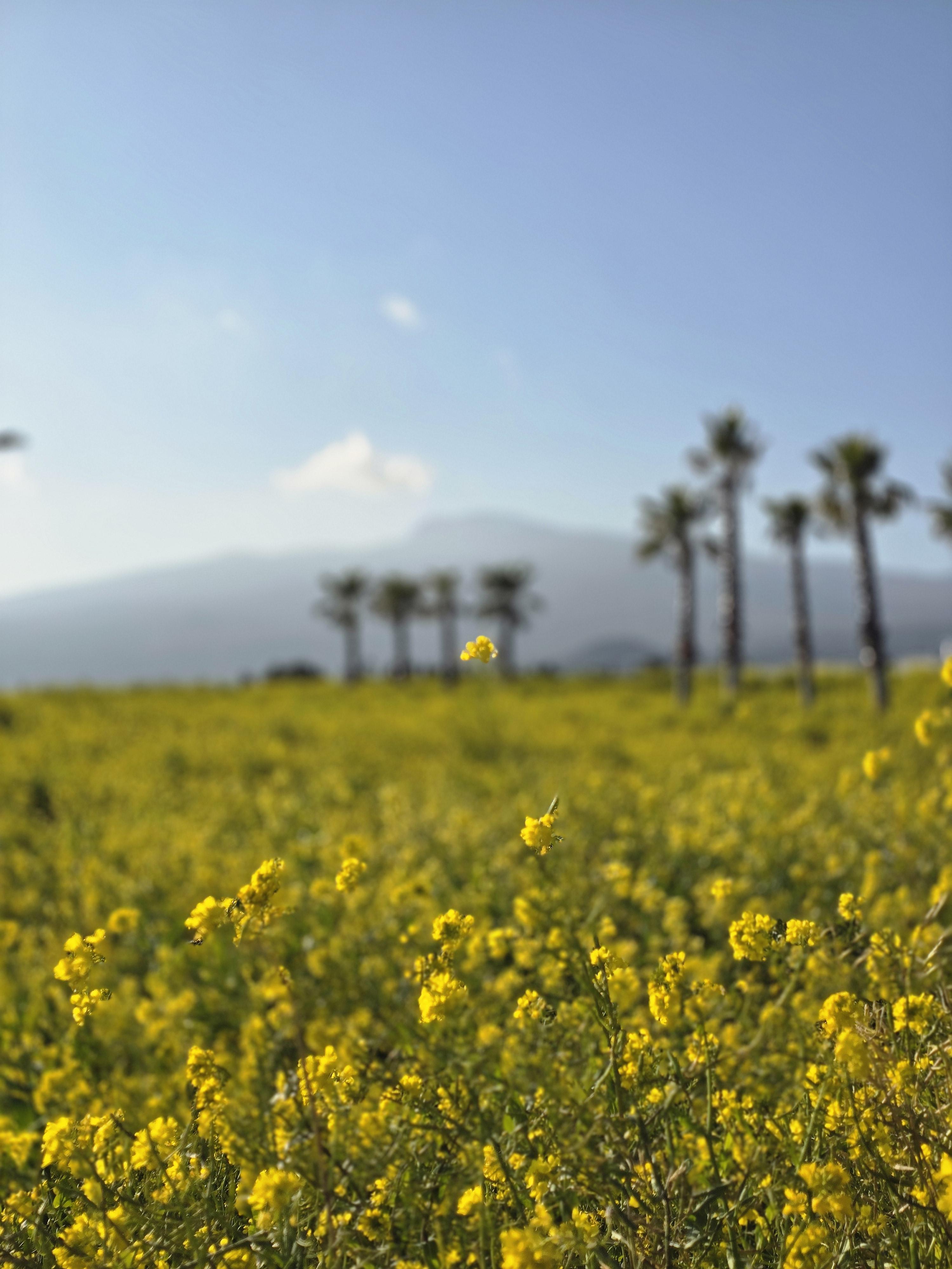 한라산과유채꽃