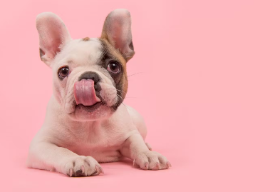 코를 핥는 강이지