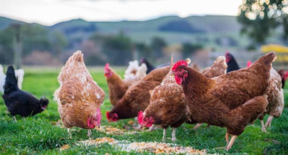 닭띠상극띠 닭띠와안맞는띠