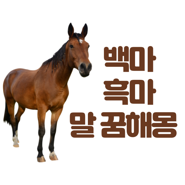 말 꿈해몽