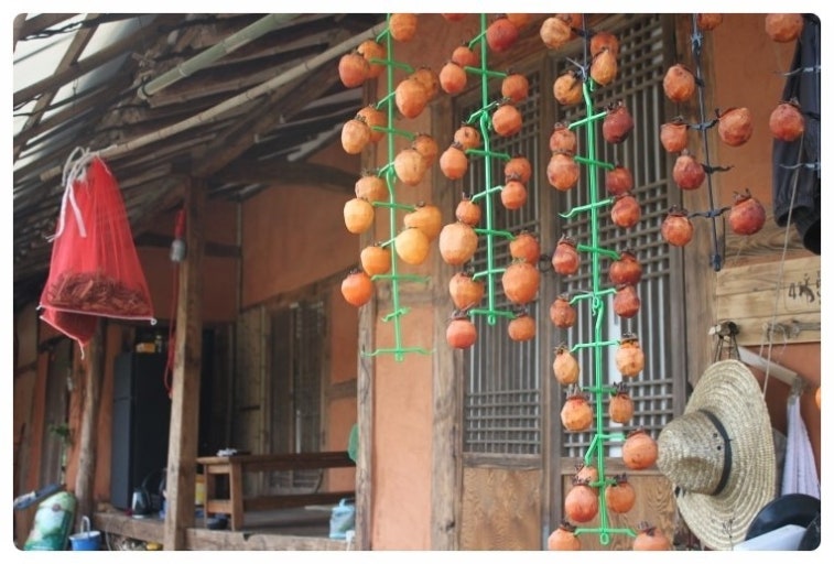 겨울 단맛 가득! 2026 곶감축제 함안&middot;경북23일&amp;#44; 충북영동 30일 연다