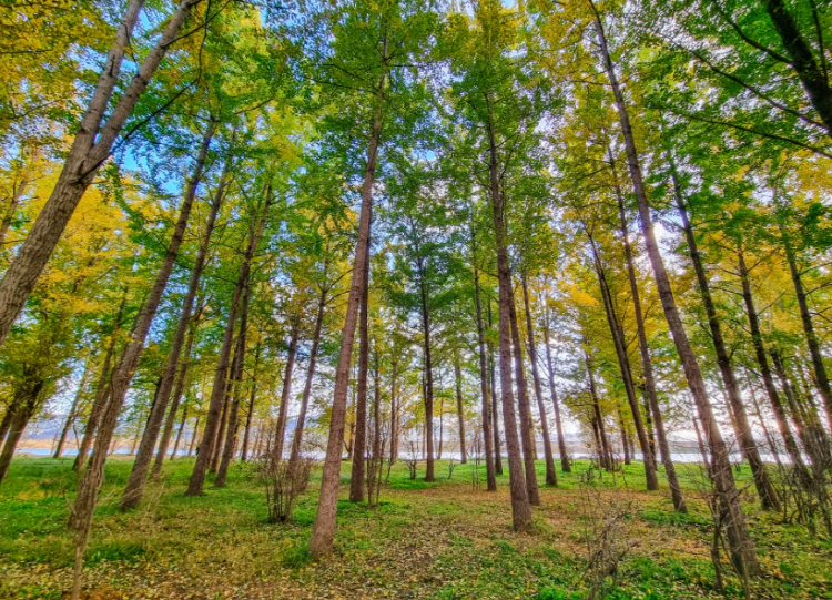 고령 은행나무숲