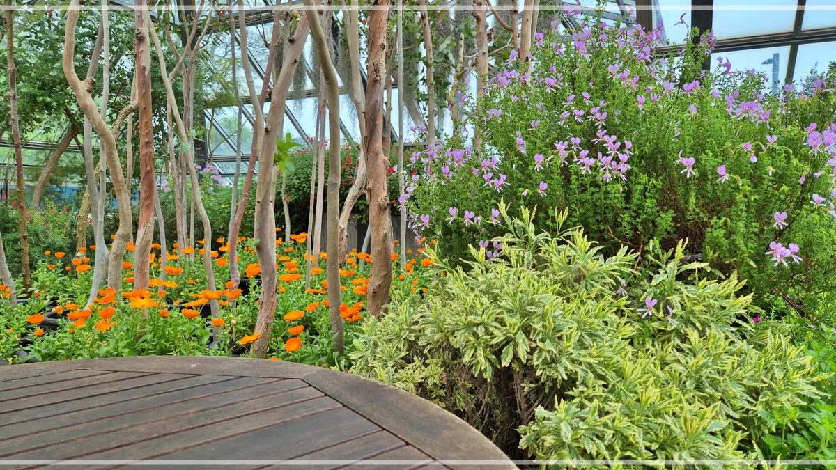 허브공원-허브가-담긴-화분과-나무들