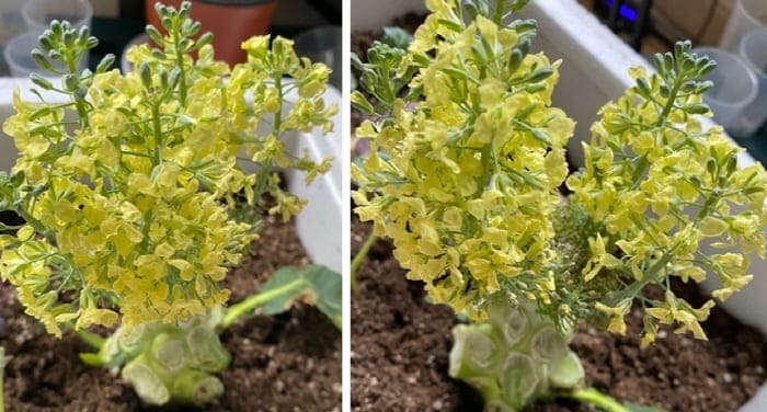 브로콜리꽃만개