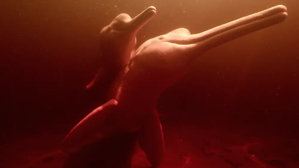 바다속 돌고래 두마리가 헤엄치는 모습