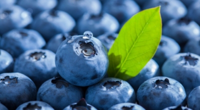 블루베리이미지