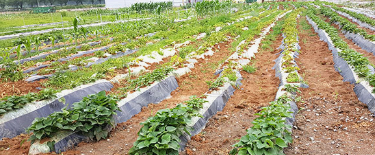 농약 제초제 종류 및 바스타 효과 및 사용방법