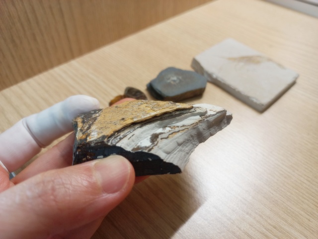 [관찰 학습] 고생대 중생대 화석 수집 (암모나이트 삼엽충 모기 새우) 