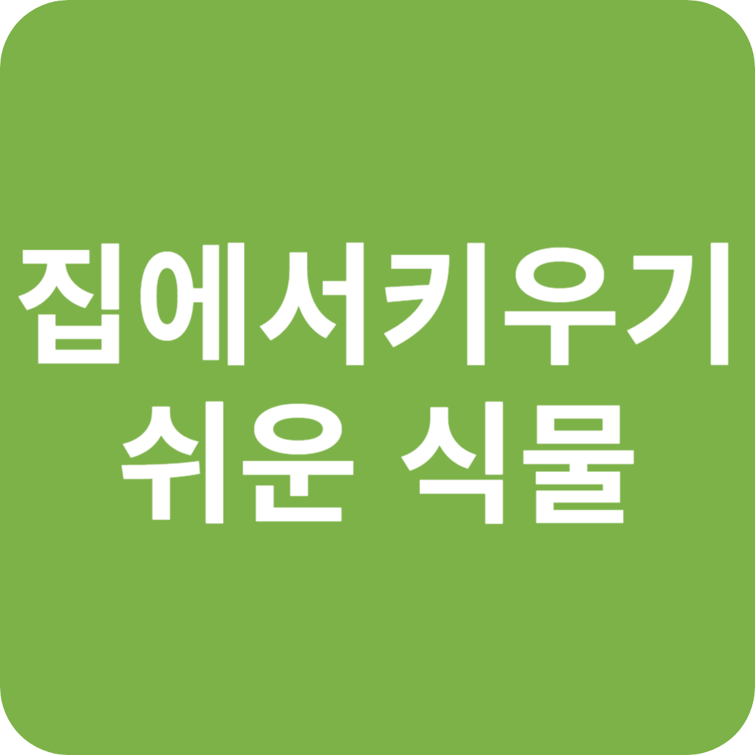 집에서 키우기 쉬운 식물 BEST 7