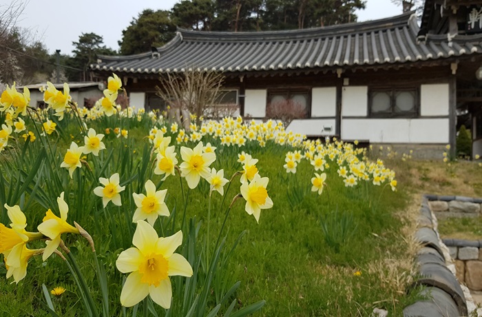 유기방가옥 수선화축제 (출처:한국관광공사)