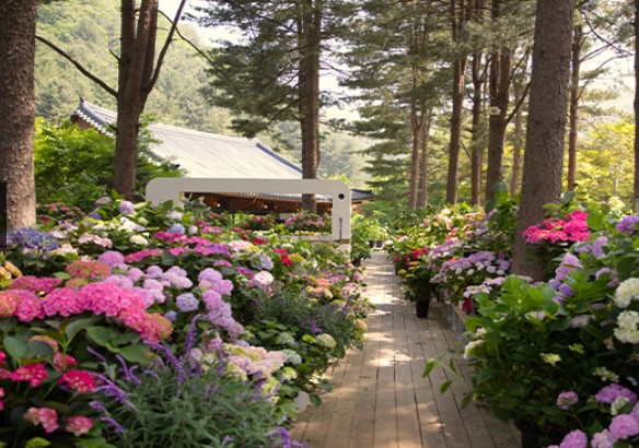 전국 수국 축제 일정